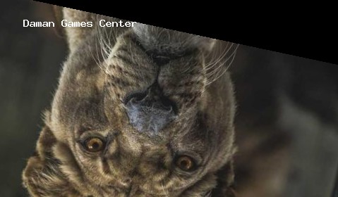 India Cricket Championship 2023 Future Updates Future updates for India Cricket Championship 2023